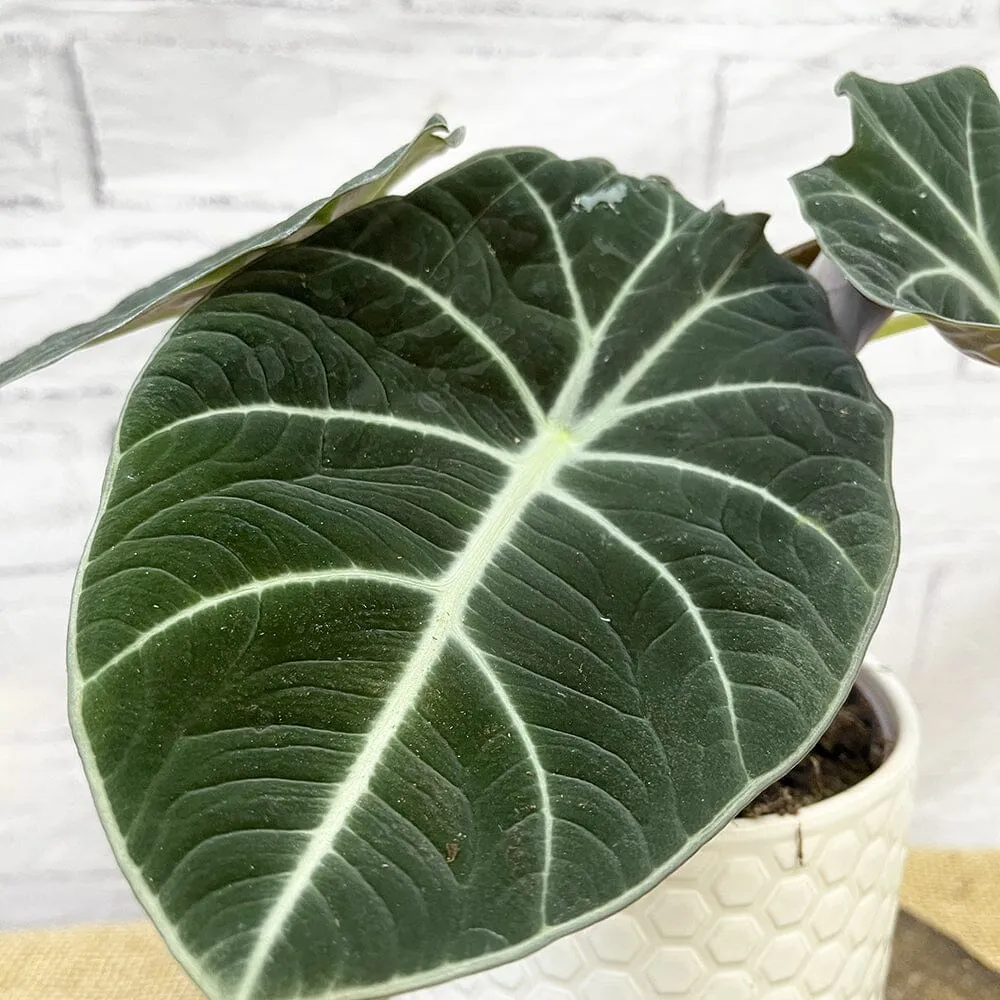 15 - 25cm Alocasia Black Velvet Elephant Ear 12cm Pot House Plant