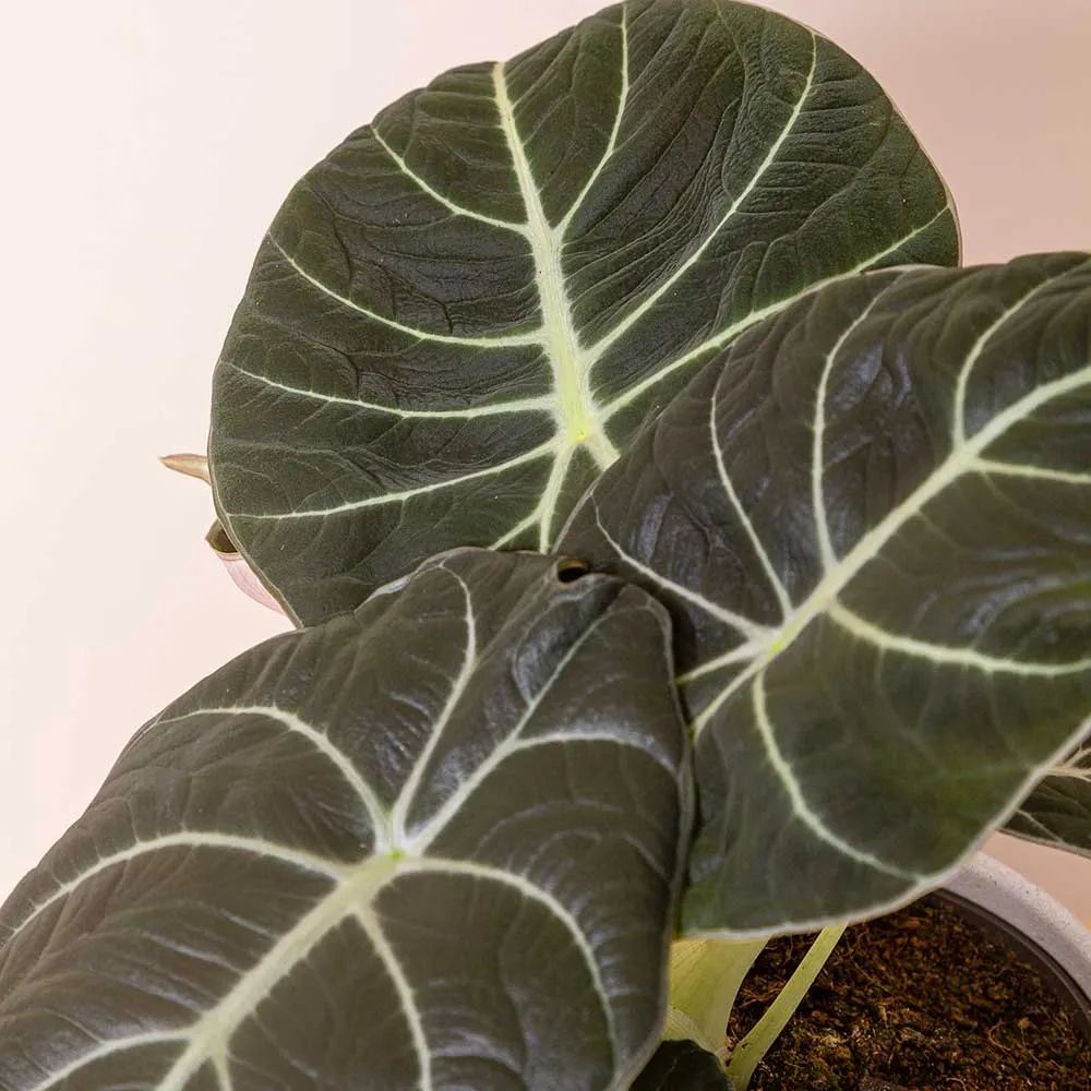 15 - 25cm Alocasia Black Velvet Elephant Ear 12cm Pot House Plant