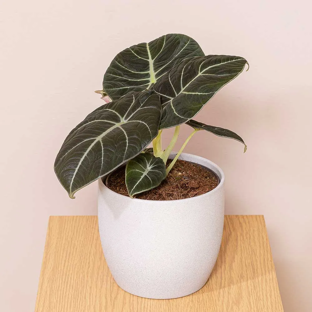 15 - 25cm Alocasia Black Velvet Elephant Ear 12cm Pot House Plant