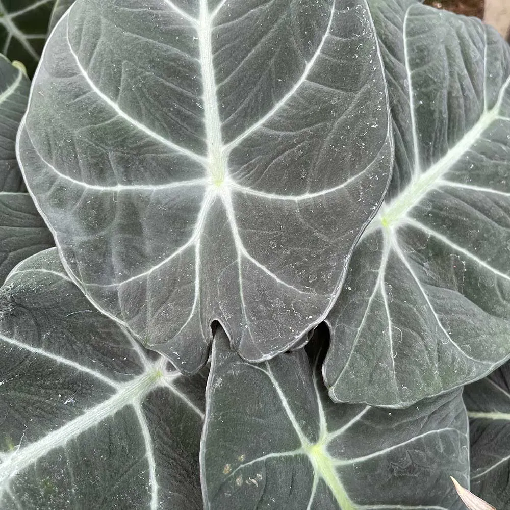 15 - 25cm Alocasia Black Velvet Elephant Ear 12cm Pot House Plant