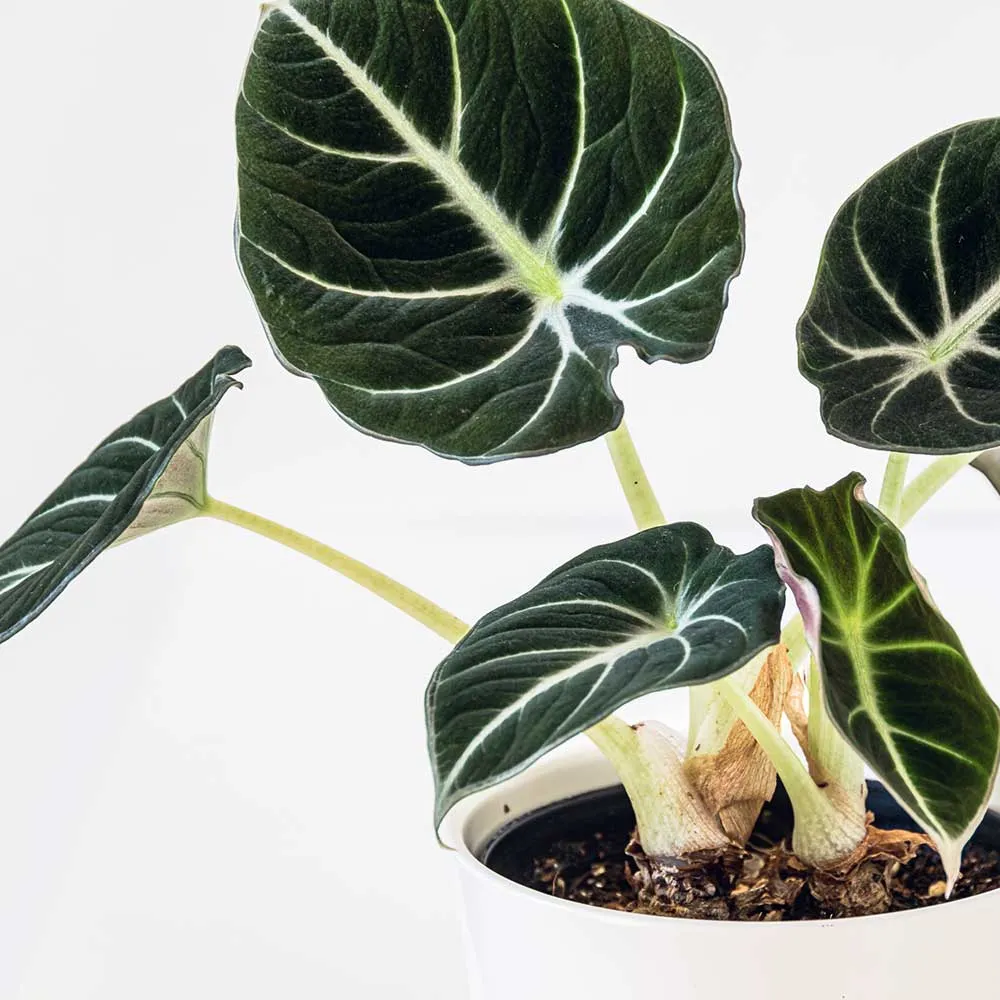 15 - 25cm Alocasia Black Velvet Elephant Ear 12cm Pot House Plant